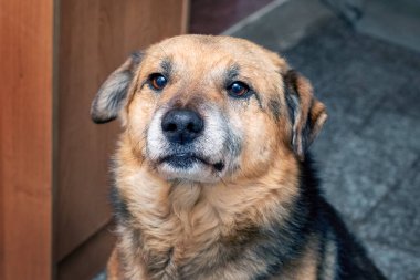 A big brown dog in a room with an attentive look close-up