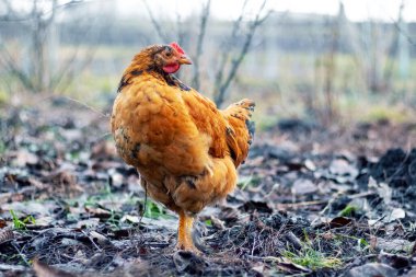 Brown hen in the garden in early spring. Raising chickens