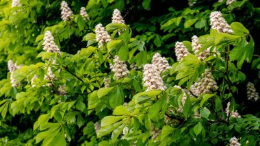 Chestnut with green leaves and white flowers in sunny weather. Chestnut blossoms