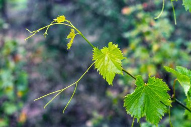 A branch of grapes with green leaves and  drops the rain