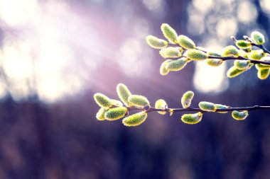 Söğüt dalları ormanda bulanık bir arka planda, söğüt ağacı - Paskalya sembolü