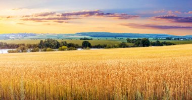 Nehir kenarındaki sarı buğday tarlası ve gün batımında bulutlu gökyüzü