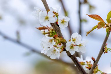 Beyaz çiçekli güzel bir kiraz dalı. Tatlı kiraz çiçekleri
