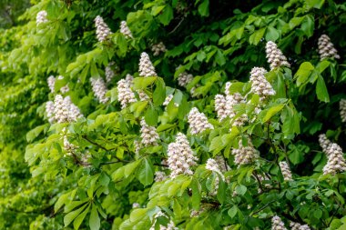 Chestnut with green leaves and white flowers in sunny weather. Chestnut blossoms