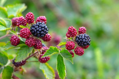 Black and red berries of blackberry in the garden on a blurred background during ripening
