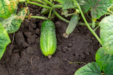 Green ripe cucumber on the bed, growing cucumbers