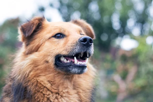 Brown shaggy dog with open mouth on blurred background close-up. Portrait of a cheerful friendly dog