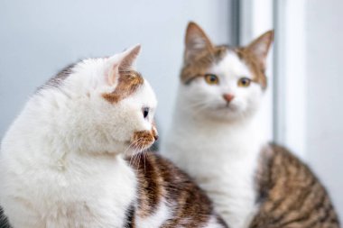 Two cute cats are sitting by the window