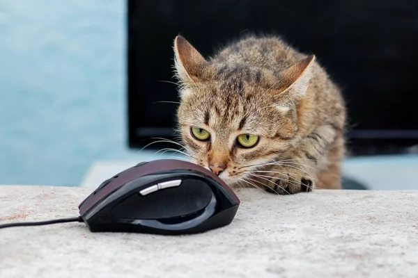 A brown striped cat near a computer mouse and monitor