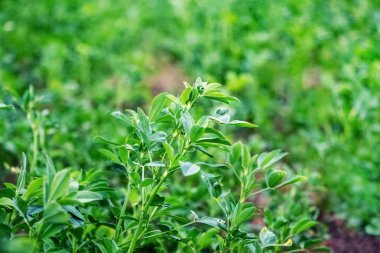 Clover stalks with green leaves on a meadow. Cultivation of clover