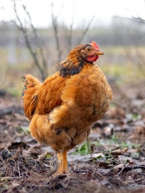 Brown hen in the garden in early spring. Raising chickens