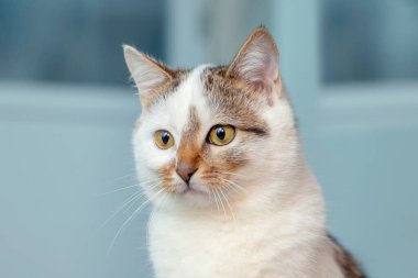 A white spotted cat on a light blue background