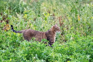 A brown tabby cat walks in the garden on the mowed grass, the cat is on the hunt