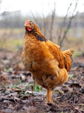 Brown hen in the garden in early spring. Raising chickens