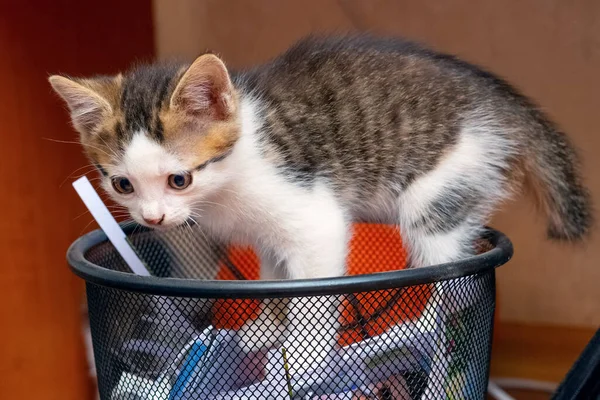 The little kitten climbed into the trash can