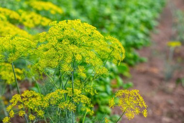 Yataklarda Dill. Dill inflorescence tarlada, büyüyen dereotu