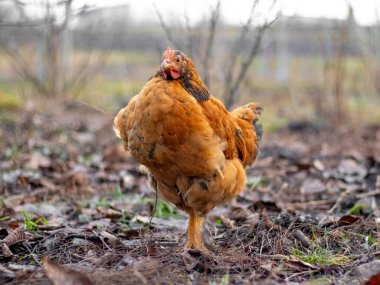 Brown hen in the garden in early spring. Raising chickens