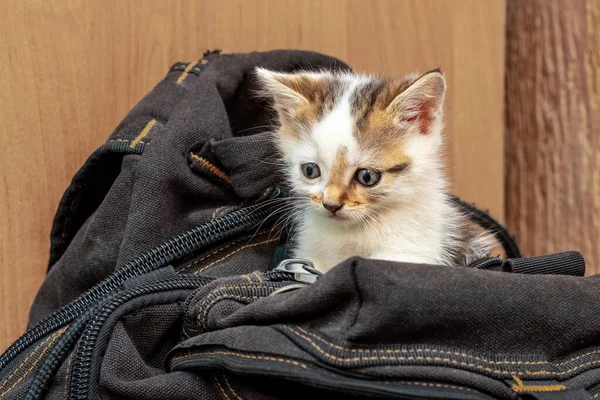 A small cute kitten is sitting on a backpack. Rest while traveling
