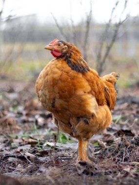 Brown hen in the garden in early spring. Raising chickens