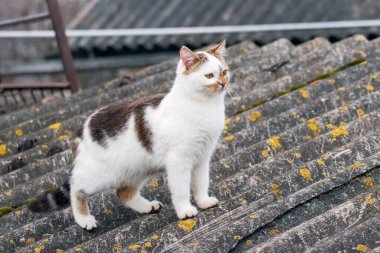 A white spotted cat is standing on the roof of the house
