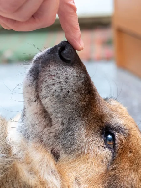 A woman plays with a dog, touching his nose with her finger