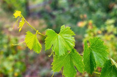 A branch of grapes with green leaves and dew drops on the leaves in sunny weather
