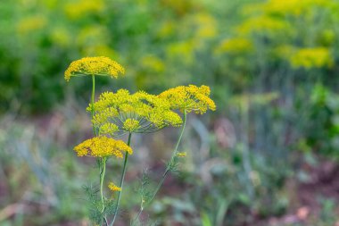 Yataklarda Dill. Dill inflorescence tarlada, büyüyen dereotu
