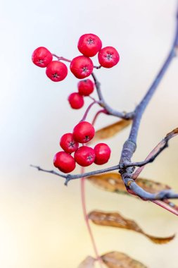 A rowan branch with red berries on a light background