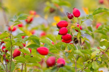 Bush dog-rose with red berries. Dog-rose - a source of vitamins