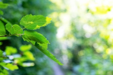 Tree branch with green leaves in forest in sunny weather on blurred background, summer background