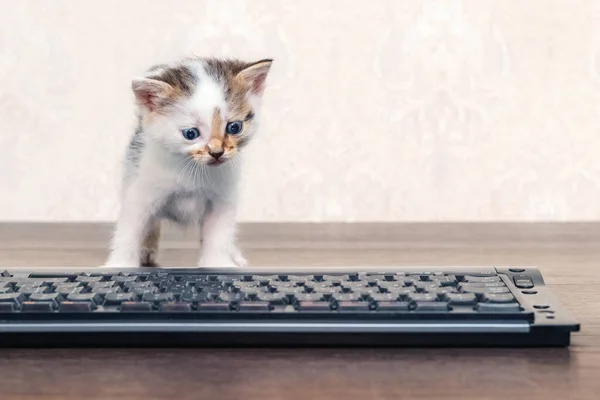 Small charming kitten in the office near keyboard. The kitten is exploring the computer