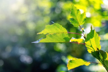 Tree branch with green leaves in forest in sunny weather on blurred background, summer background
