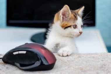 Küçük beyaz benekli bir kedi yavrusu bir bilgisayar faresinin yanında ve monitörde. Ofiste çalış. Bilgisayarın yanında bir kedi