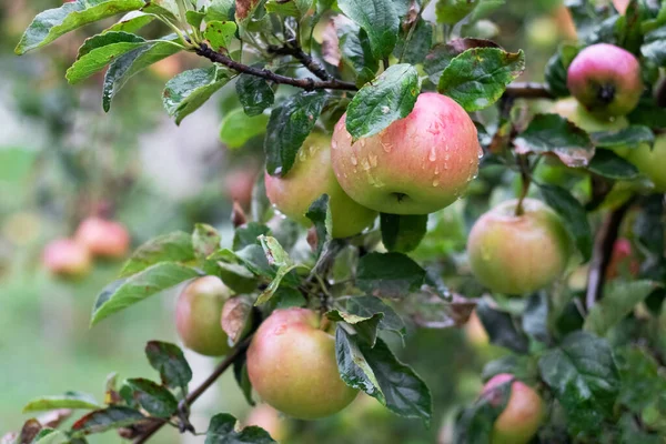 Ripe apples with raindrops on the tree. Cultivation of apples