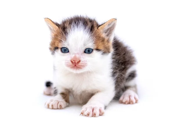 Gatinho Fofo Bonito Fundo Isolado Branco Gato Mágico — Fotografia de Stock