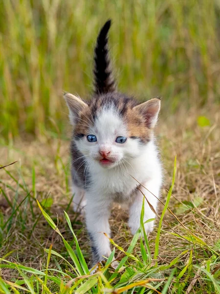 Little White Spotted Kitten Garden Green Grass — Zdjęcie stockowe