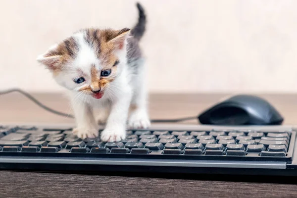 Klein Charmant Poesje Het Kantoor Vlakbij Computermuis Toetsenbord Het Kitten — Stockfoto