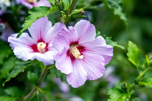 Рожевий Гібіскус Краплями Кущах Саду — стокове фото