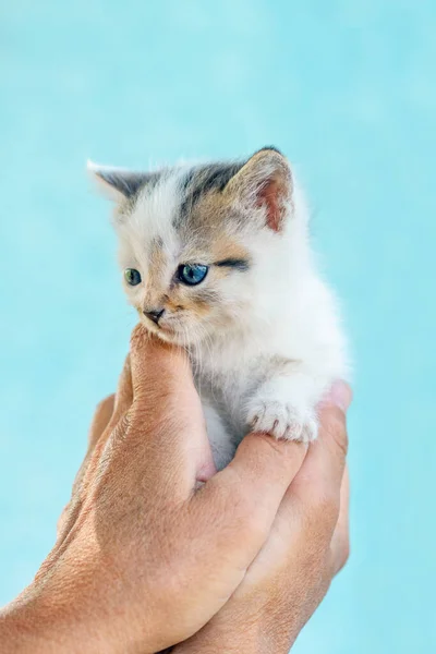 Eine Frau Hält Ein Kleines Kätzchen Ihren Händen Und Hebt — Stockfoto