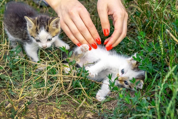 A girl is playing with cute kittens in the garden on the grass