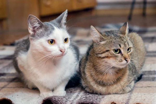 Две Кошки Сидят Комнате Клетке — стоковое фото