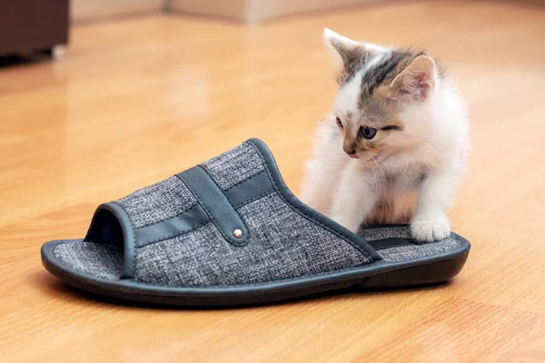 A small kitten is playing in the room with a slipper. Playful kitten