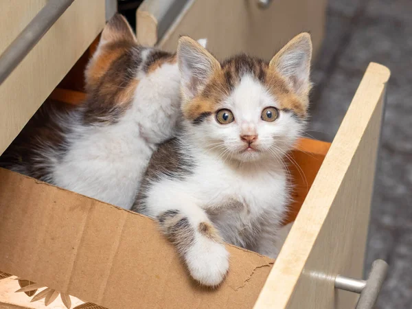 Two Small Beautiful Kittens Sitting Kitchen Box Interesting Funny Cats — Stok fotoğraf