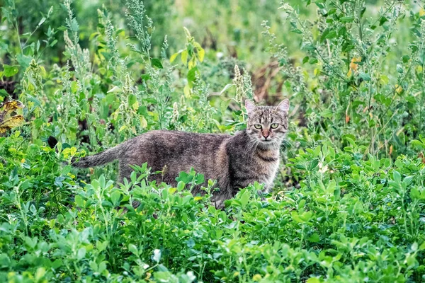芝生の上の庭に茶色いタビー猫が歩いていて 猫は狩りにいる — ストック写真
