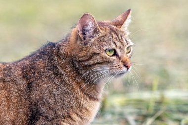 A brown striped cat is looking carefully at something in the green grass in the summer, looking for prey