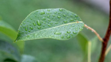 Green pear leaves with raindrops in the garden on a tree