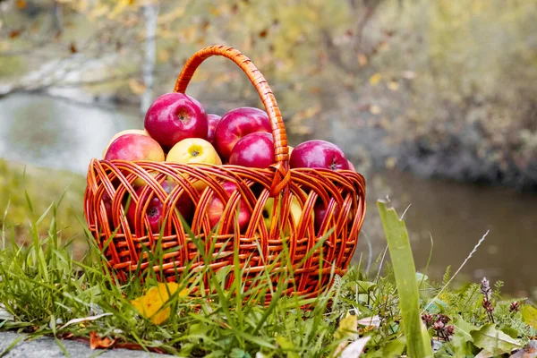 stock image Red ripe apples in a basket near the river. Apple harvest