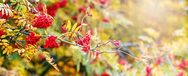 Rowan Υποκατάστημα Κόκκινα Μούρα Και Κίτρινα Φύλλα Φόντο Φθινόπωρο — Φωτογραφία Αρχείου