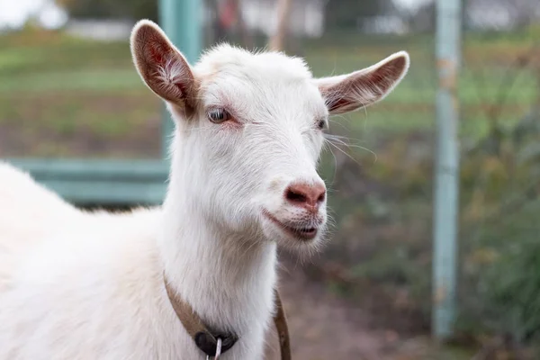 Porträt Einer Weißen Ziege Auf Einem Bauernhof Einem Zaun — Stockfoto