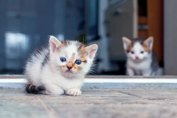 Две Забавные Милые Кошки Сидят Комнате Полу — стоковое фото